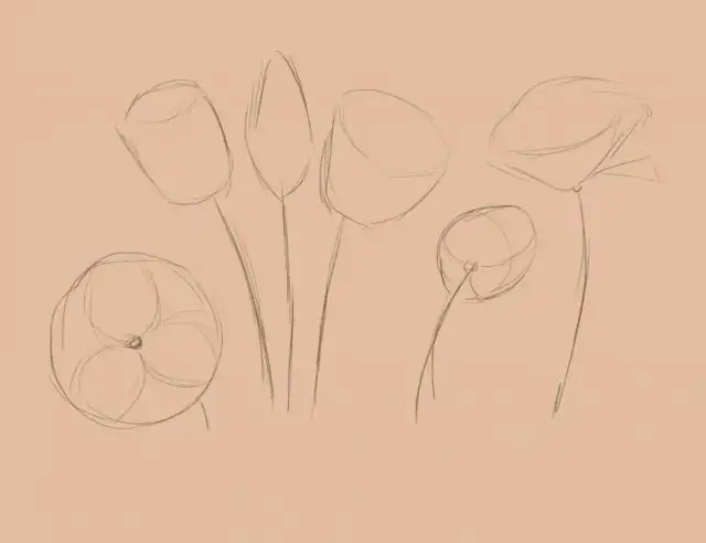Jak narysować tulipana krok po kroku - proste błędy, których unikniesz