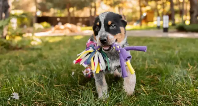 Jak założyć hodowlę ZKwP i uniknąć najczęstszych błędów