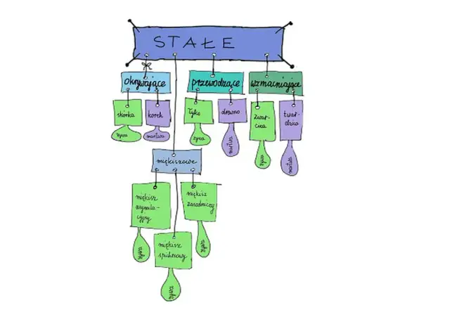 Co to jest tkanka roślinna? Poznaj jej funkcje i rodzaje w botanice