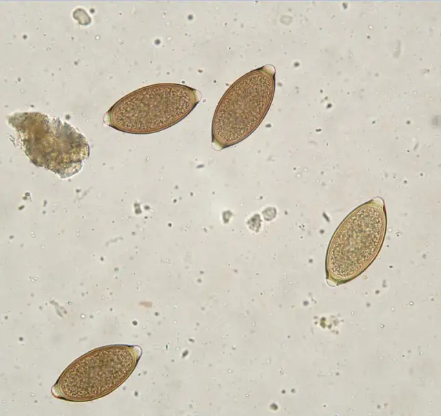 Białe kropki w kale psa: przyczyny i skuteczne metody leczenia