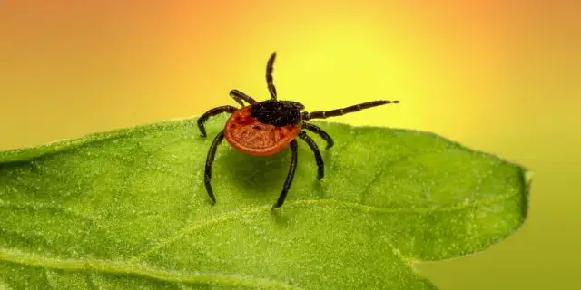 Jak usunąć kleszcza u dziecka - bezpieczne metody i ważne wskazówki