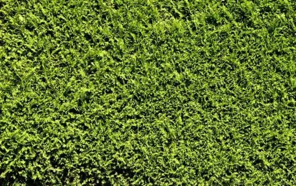 Alternatywy dla tui: 10 roślin na żywopłot, które pokochasz!