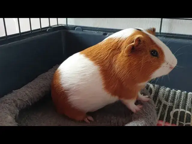 Dlaczego świnka morska biega po klatce: 5 najczęstszych przyczyn zachowań