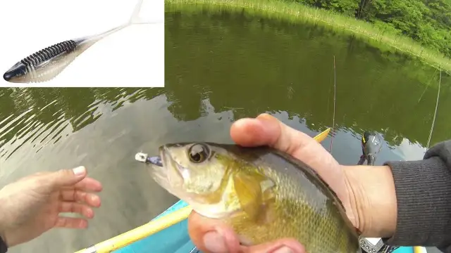 Jak skutecznie używać przynęt jaskółki do wędkowania i ich zalety