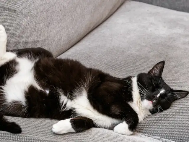 Czarno-biały kot śpi na kanapie. Czy koty pierdzą? Ten śpiący kot na pewno nie zdradzi.