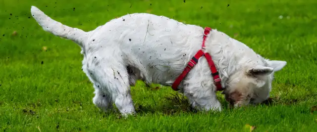 Jak oduczyć psa kopania w ogrodzie i zyskać piękną przestrzeń