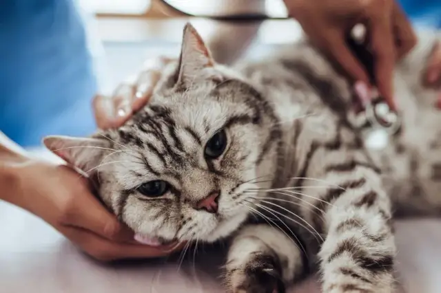 Problemy zdrowotne z brzuchem kota: jak leczyć dolegliwości