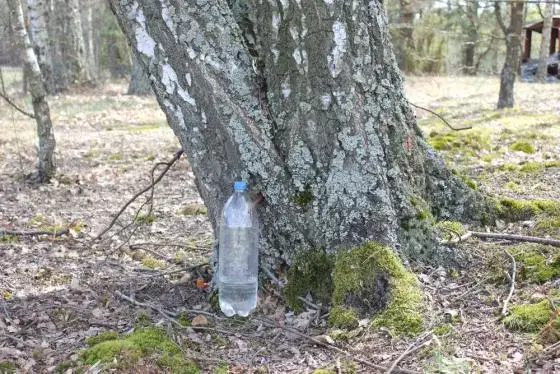 Oskoła: Płynne złoto lasu? Poznaj sok z brzozy i jego moc!