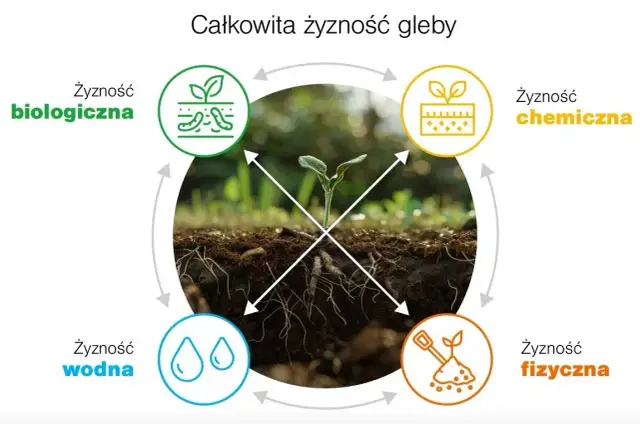 Gleba: Co to jest? Kluczowe właściwości i tajemnice żyzności