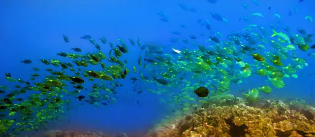 Podwodny świat Mauritiusa: ławica żółto-zielonych ryb pływa nad barwną rafą koralową.