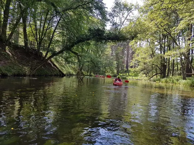 Spływy kajakowe Lubuskie: Trasy, wypożyczalnie i porady