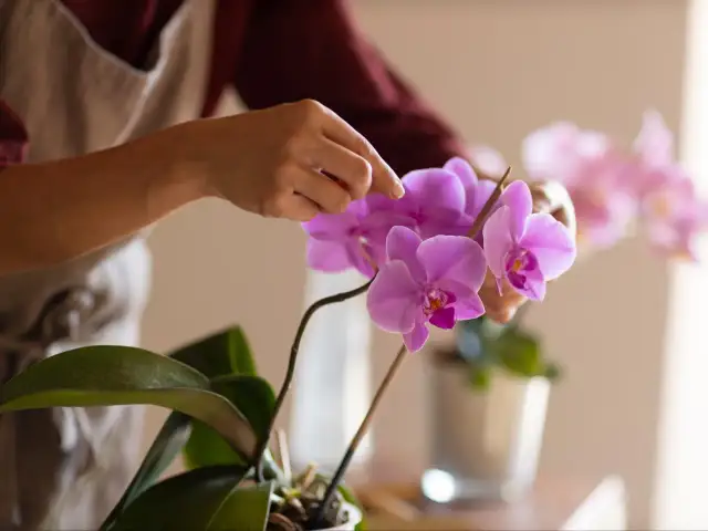 Kwitnienie storczyka: Jak często i co zrobić, by zakwitł 2-3 razy?