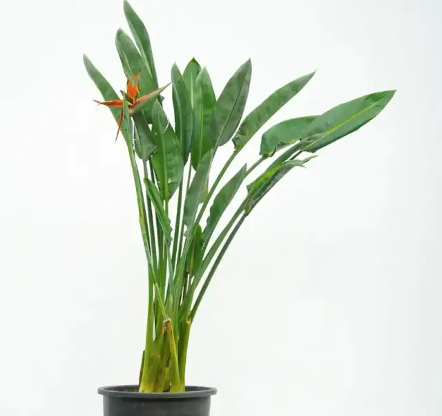 Jaki nawóz do strelicji nicolai, aby uniknąć problemów z jej wzrostem?