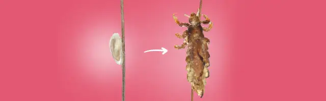 Jak się rozmnażają wszy? Poznaj ich cykl życia i jak ich unikać