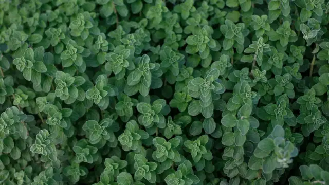 Świeże oregano do czego pasuje – odkryj jego niezwykłe zastosowania w kuchni
