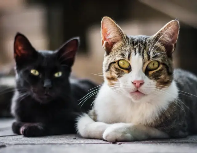 Kocurek czy kotka? Odkryj kluczowe różnice i wybierz mądrze