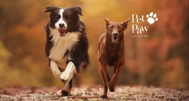 Owczarek niemiecki: Stawy bez bólu? Kompletny poradnik właściciela