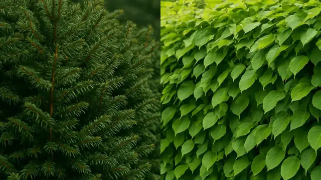 Z czego żywopłot zimozielony? Najlepsze rośliny do Twojego ogrodu