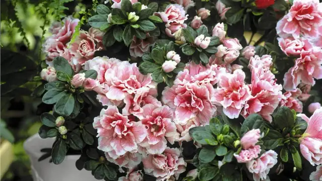 Jak kwitnie azalia? Odkryj sekrety pięknych kwiatów azalii