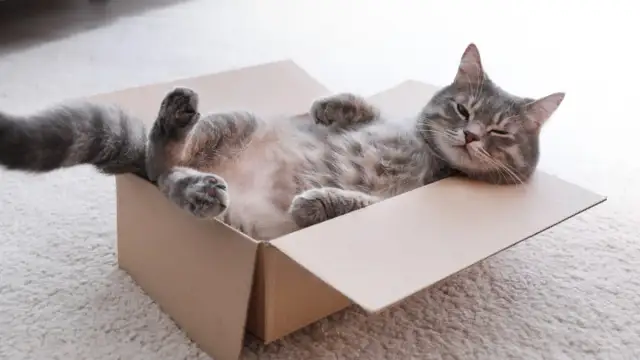 Domek dla kota z kartonu: Zbuduj raj dla pupila krok po kroku