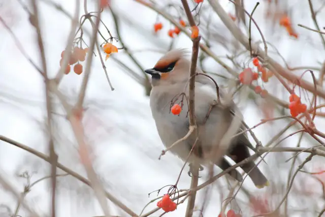 Gile i jemiołuszki zimą: Co podać, by im pomóc, a nie zaszkodzić?