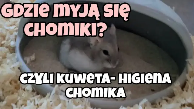 Jak nauczyć chomika robić do kuwety - skuteczne metody i porady