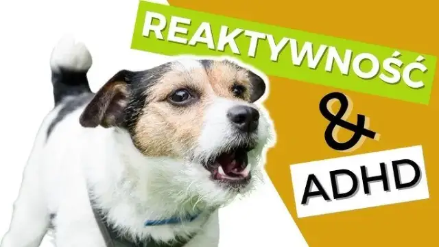 Jak uspokoić szczeniaka: skuteczne metody na nadpobudliwość i agresję