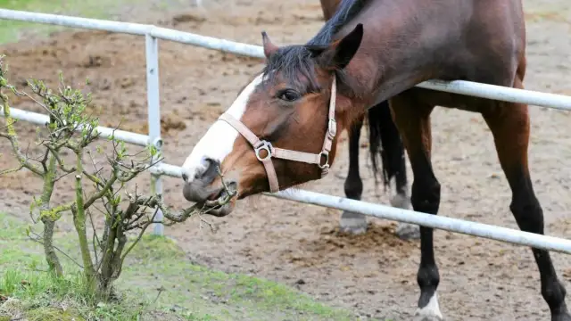 Czy konie mnie słyszą? Jak interpretują Twój głos i emocje?