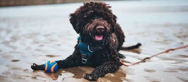 Lagotto Romagnolo sierść czy włos - poznaj prawdę o ich futrze