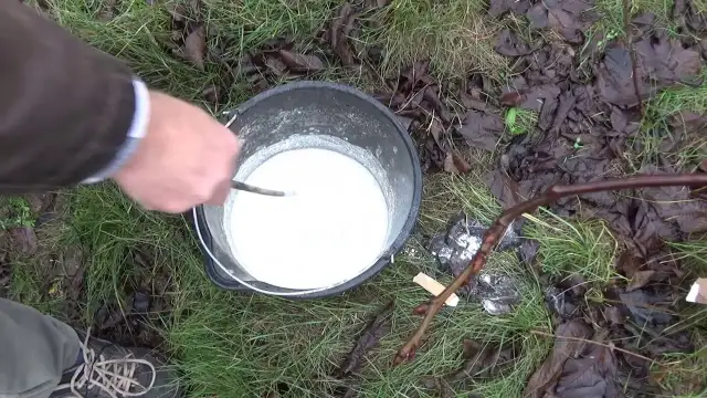 Kiedy bielić drzewa zielone pogotowie – uniknij błędów w pielęgnacji