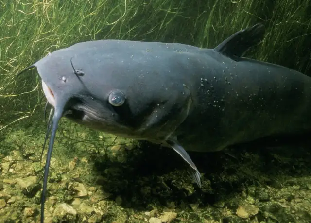 Na co złapać suma z gruntu – skuteczne przynęty i techniki łowienia