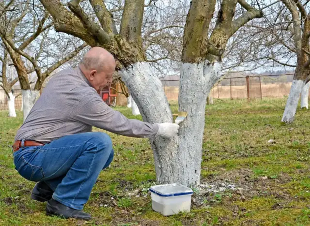 Jak przygotować mleko wapienne do malowania ścian? Prosty przepis