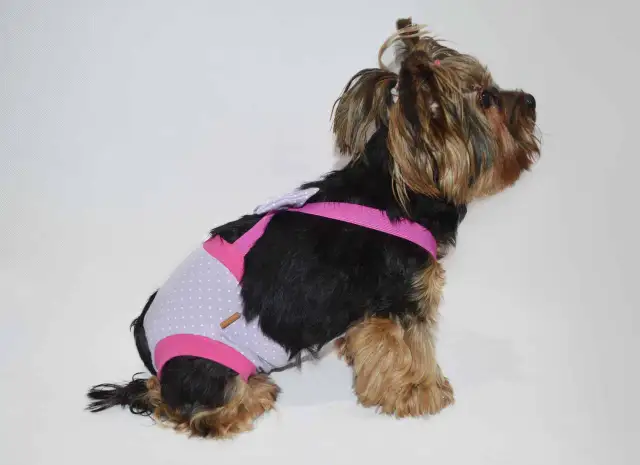 Jak uszyć majtki dla psa - proste kroki, które ułatwią szycie