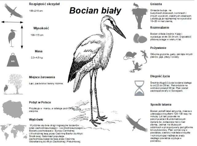Bocian czym się żywi - zaskakujące fakty o diecie bociana białego