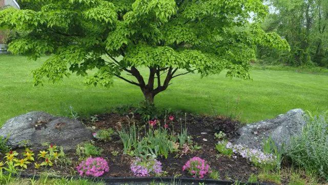 Co posadzić obok derenia, aby stworzyć piękny ogród?