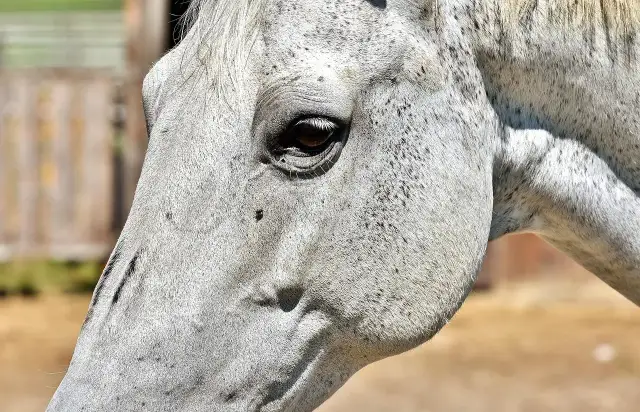 Zbliżenie na głowę siwego konia w Polsce, widoczne oko i fragment szyi.