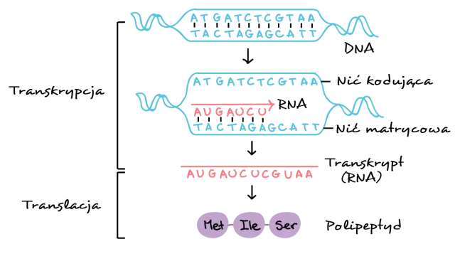 Transkrypcja: Jak DNA staje się RNA? Proces krok po kroku