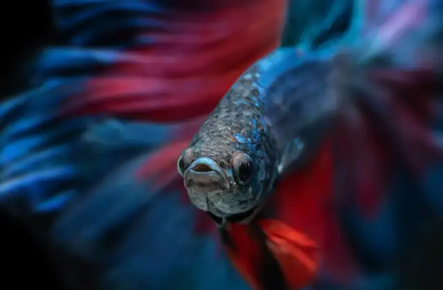 Czym odrobaczyć rybki akwariowe? Poradnik i sprawdzone leki