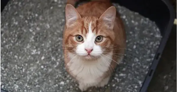 Jak oduczyć kota sikania poza kuwetą – skuteczne metody i porady