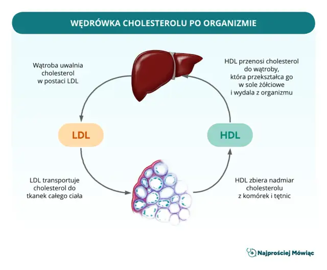 Cholesterol HDL/LDL: Oblicz i zinterpretuj wskaźniki ryzyka