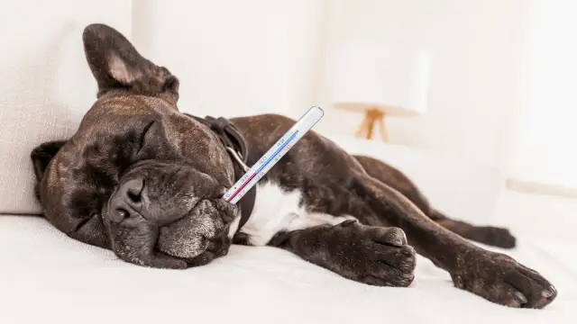 Pyralgina dla psa ile razy dziennie? Bezpieczne dawkowanie i ryzyko