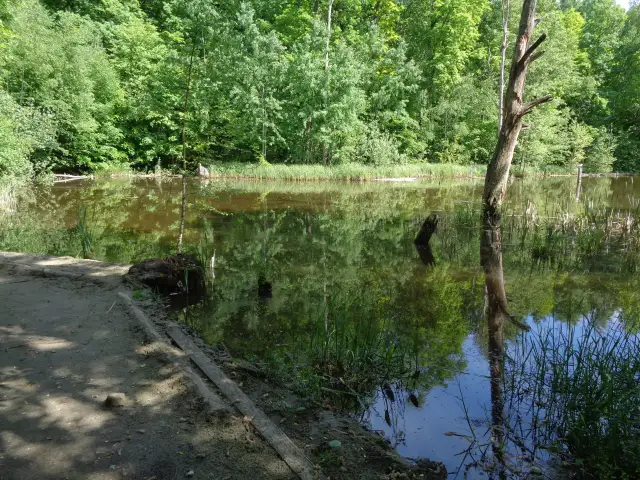 Spokojny staw otoczony zielonym lasem, z odbiciem drzew w wodzie.