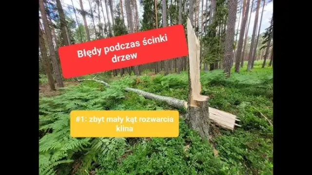 Jak wyciąć drzewo bezpiecznie i skutecznie - uniknij błędów