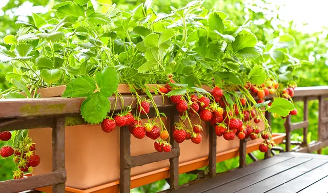 Uprawa truskawek krok po kroku: Poradnik dla początkujących