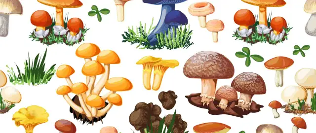 Kiedy wychodzą grzyby w lesie? Tajniki pogody i kalendarz