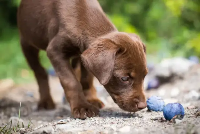 Czy pies może jeść suszone śliwki? Sprawdź, dlaczego to niebezpieczne