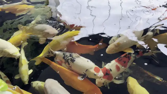 Co symbolizują rybki koi? Odkryj ich głębokie znaczenie!