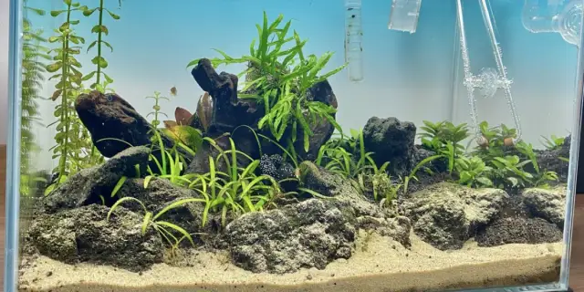 Co do akwarium? Niezbędne akcesoria dla zdrowych ryb i roślin