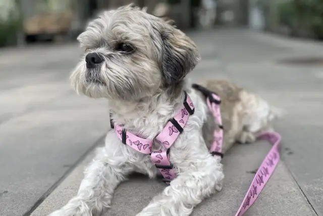 Jakie szelki dla psa wybrać, by zapewnić mu komfort i bezpieczeństwo