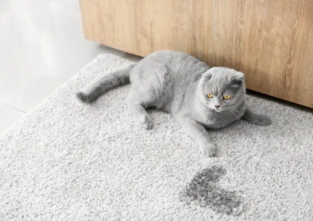 Jak wyczyścić mocz kota z kanapy i pozbyć się nieprzyjemnego zapachu